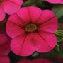 Callie - Callibrachoa Million Bells Hanging Basket Choose color